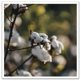 豆知識 ブランケットに使われる繊維 綿の魅力とその理由 米阪パイル織物株式会社