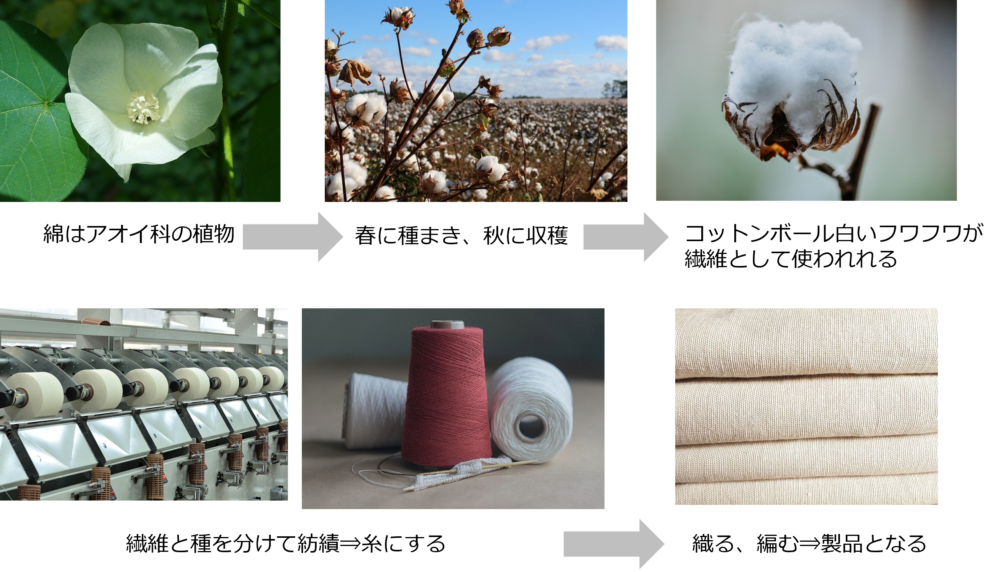 Process until cotton products are made