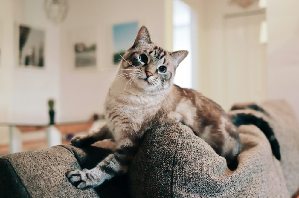 cat and sofa
